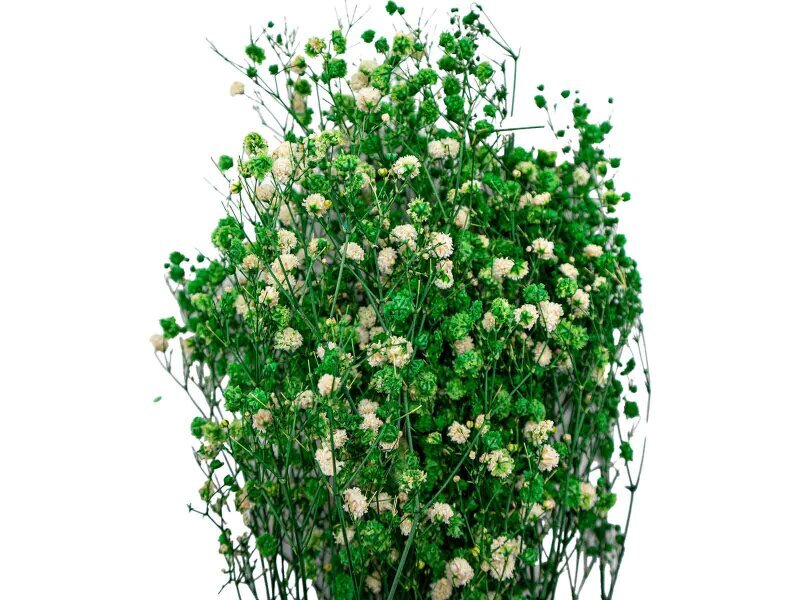 Yeşil Şoklanmış Cipso - Kuru Çiçek 10 GR - 2