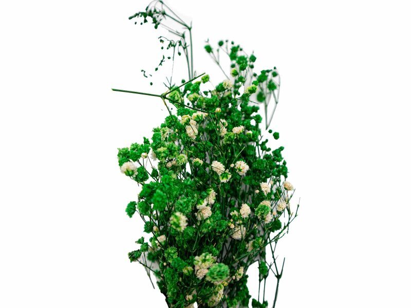 Yeşil Şoklanmış Cipso - Kuru Çiçek 10 GR - Kimyacınız